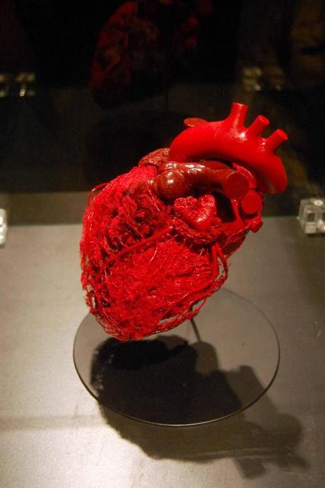 una immagine di Cuore 620x932 su Body Worlds: Siamo Proprio Fatti Così