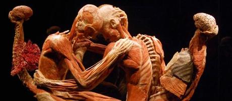 Body Worlds: Siamo Proprio Fatti Così