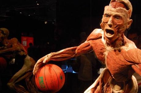 una immagine di Il giocatore di basket 620x412 su Body Worlds: Siamo Proprio Fatti Così