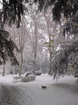 Novara sotto la neve 2012 (2)