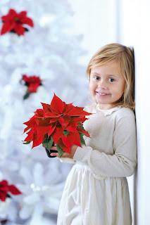 La Poinsettia rossa è simbolo del Natale