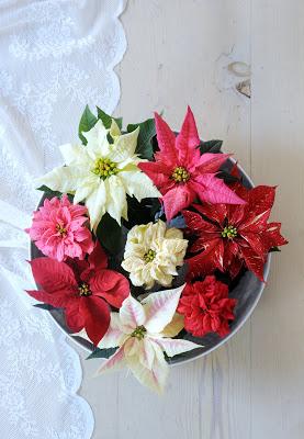 La Poinsettia rossa è simbolo del Natale