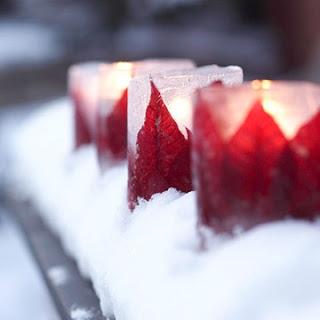 Poinsettias di colore rosso