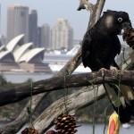 Sydney, natale allo zoo con regali e sorprese02