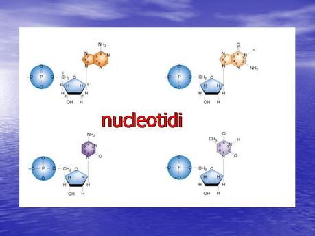 Nucleotidi e nucleosidi