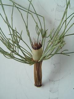 Equisetum arvense