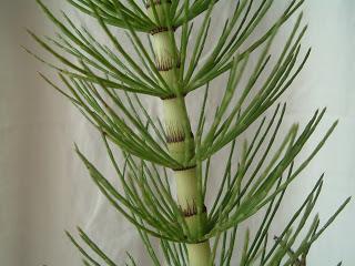 Equisetum arvense