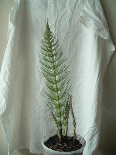 Equisetum arvense