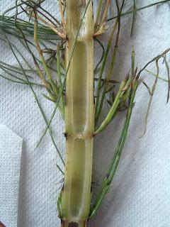 Equisetum arvense