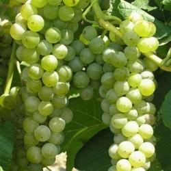 Malvasia Bianca di Candia