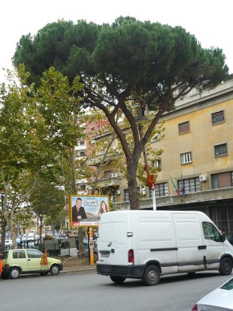 Vengono per curare gli alberi e fissano i cartelli del divieto di sosta conficcandoli con un chiodo nei tronchi. Tutto normale a Piazza Ragusa?