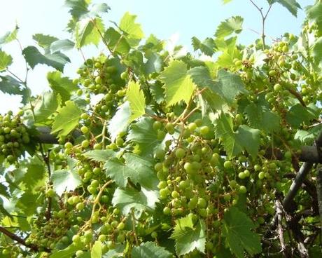 LA PERONOSPORA E LA REGOLA DEI TRE DIECI