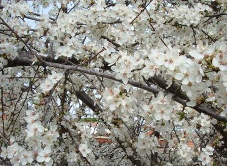 LA PERONOSPORA E LA REGOLA DEI TRE DIECI