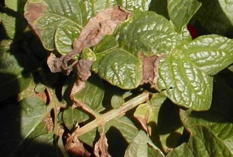 QUANDO FARE I TRATTAMENTI CONTRO LA PERONOSPORA DI VITE, POMODORO, PATATA, ROSA