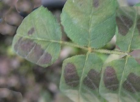 QUANDO FARE I TRATTAMENTI CONTRO LA PERONOSPORA DI VITE, POMODORO, PATATA, ROSA