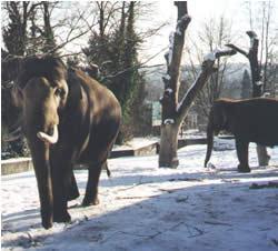 elefants in the snow