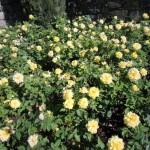 fioritura di rose gialle
