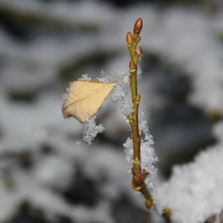 Una foglia, un bambino