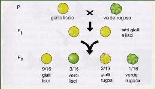 Terza legge di Mendel: valori osservati e valori attesi