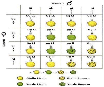 Terza legge di Mendel: valori osservati e valori attesi