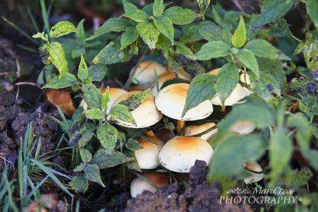 funghi in giardino
