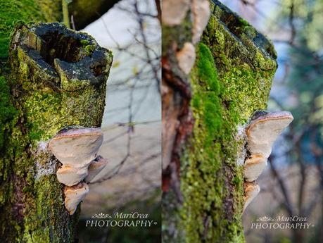 collage tronco cavo con muschio