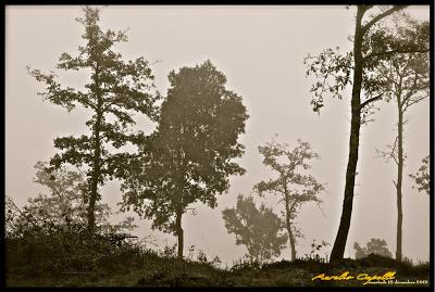 immagini della nebbia
