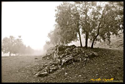 immagini della nebbia