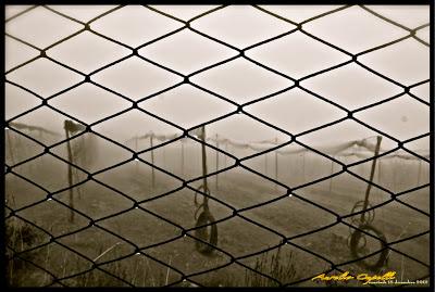 immagini della nebbia