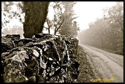 immagini della nebbia