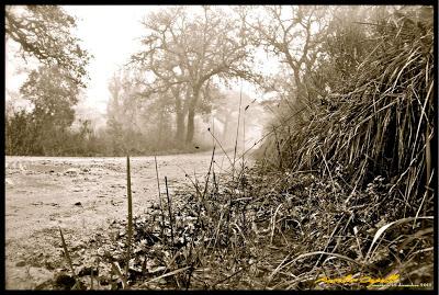 immagini della nebbia
