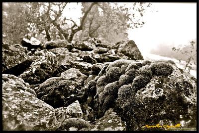 immagini della nebbia