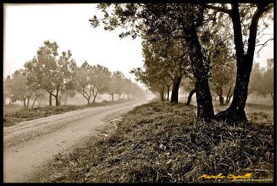 immagini della nebbia