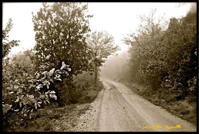 immagini della nebbia