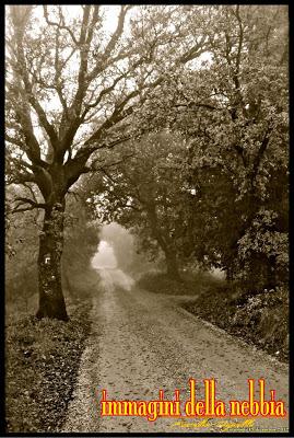 immagini della nebbia