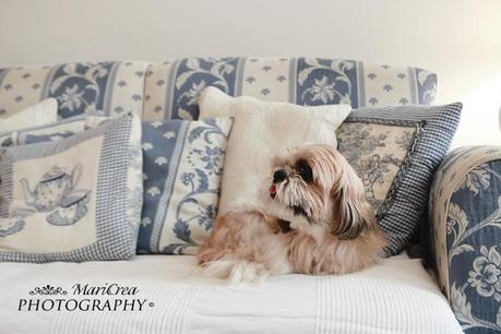 cagnolino Yorkshire