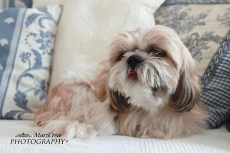 cagnolino Yorkshire