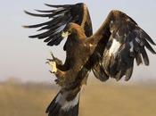 Paura parco: aquila reale cattura bambino