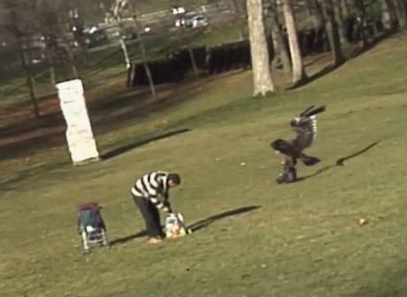 This is the moment the giant eagle grabs the child by his winter coat as he sits on the grass in a park