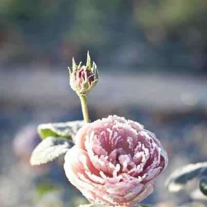 La magia dell'inverno ...I miei Auguri