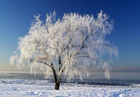 La magia dell'inverno ...I miei Auguri