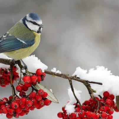 La magia dell'inverno ...I miei Auguri