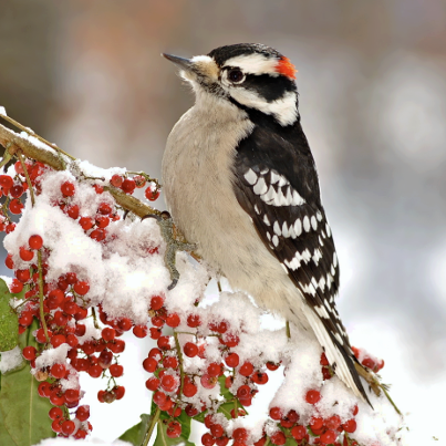 La magia dell'inverno ...I miei Auguri