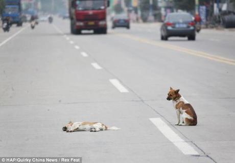 Veglia: Il cane si rifiutò di passare dalla sua parte, nonostante la femmina che giace in mezzo alla strada trafficata