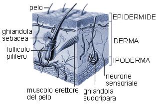 GUIDA:LA PELLE:prendiamocene cura!