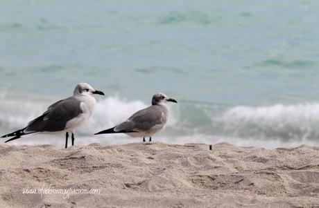 Beachwear a Miami Beach