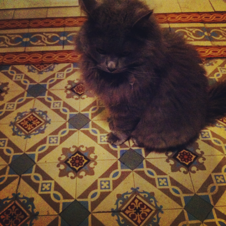 Lovers go Around: Lilla gatto geometrie