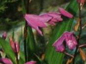 Bletilla