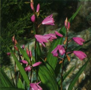 Bletilla