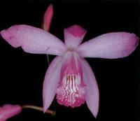 Bletilla